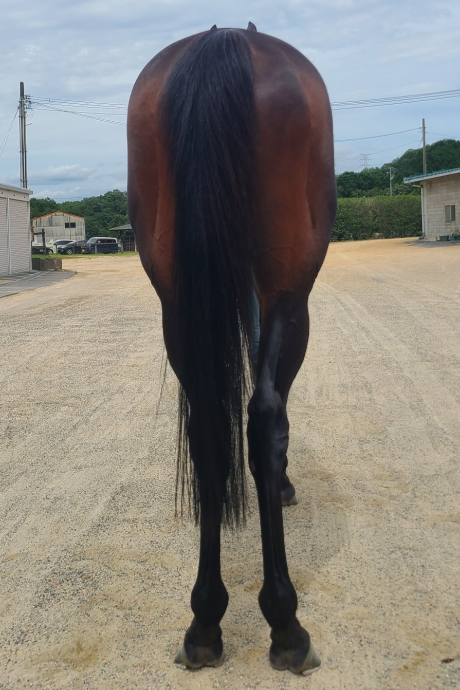 トラストエムシー 牡6歳 ※中央競馬 登録抹消 | サラブレッドオークション