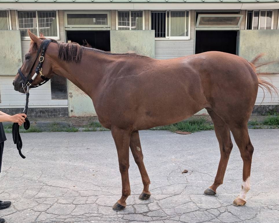 シェリー 牝3歳 ※地方競馬 在籍 | サラブレッドオークション
