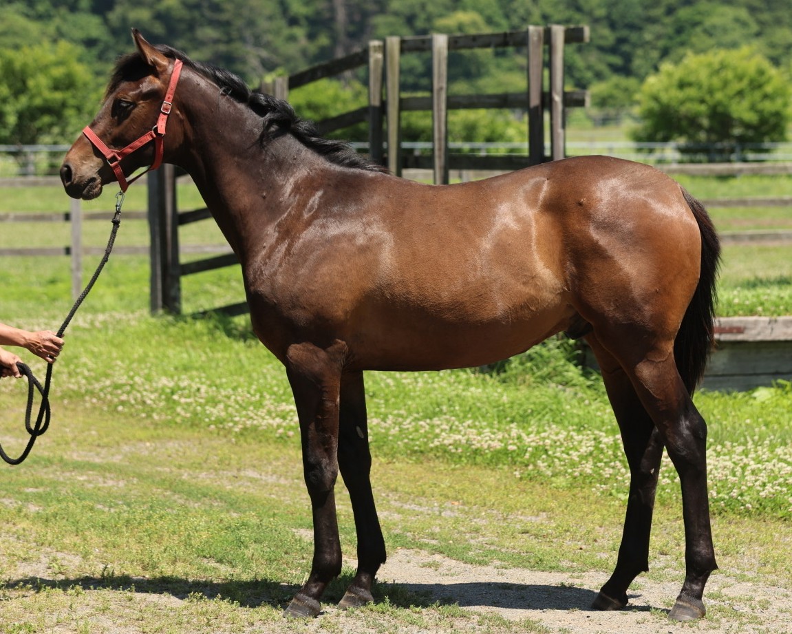 ブラーノの25　　牡１歳　　※育成馬　育成中の１歳馬_main1