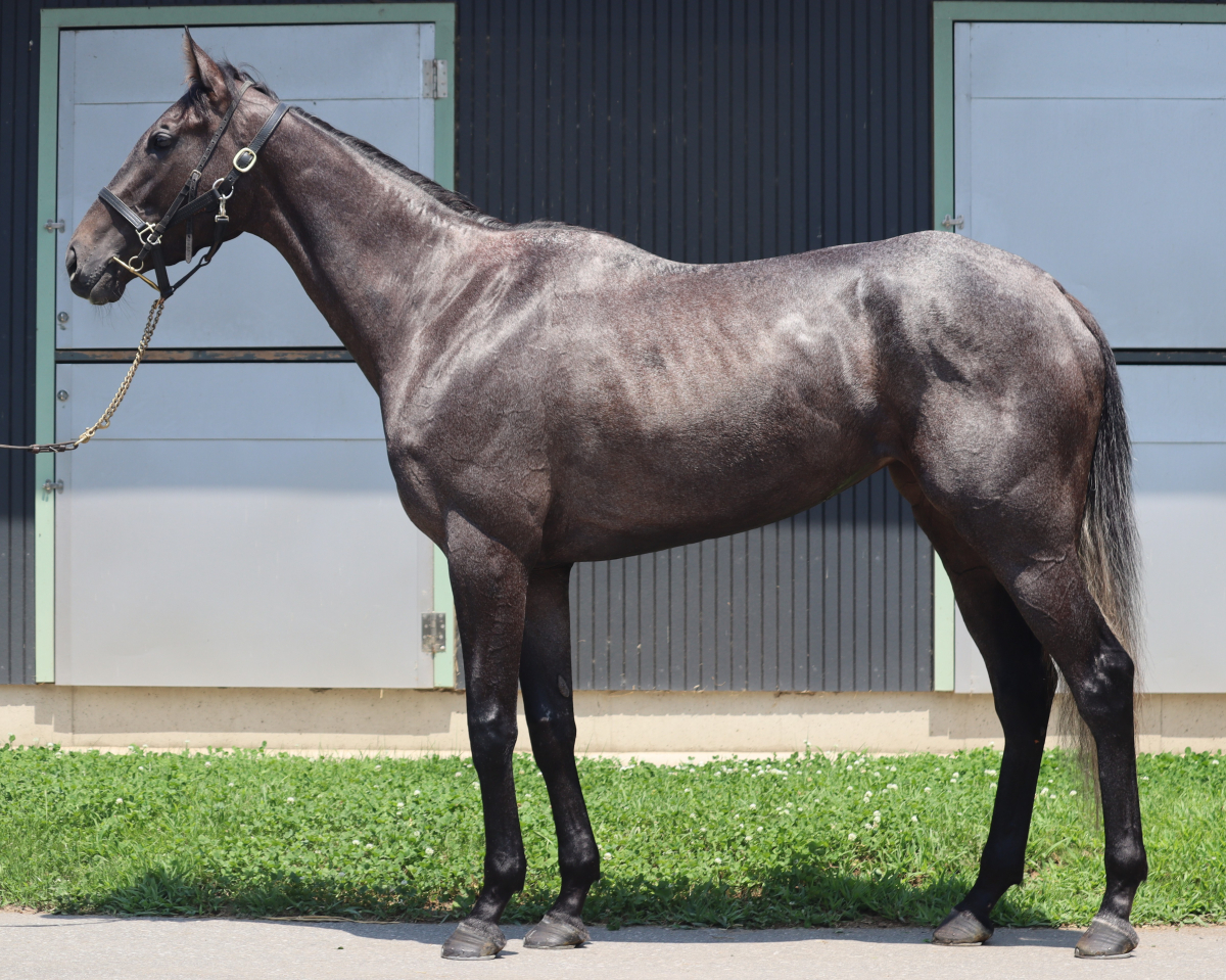 アルバニクス　　牝３歳　　※中央競馬　登録抹消_main1