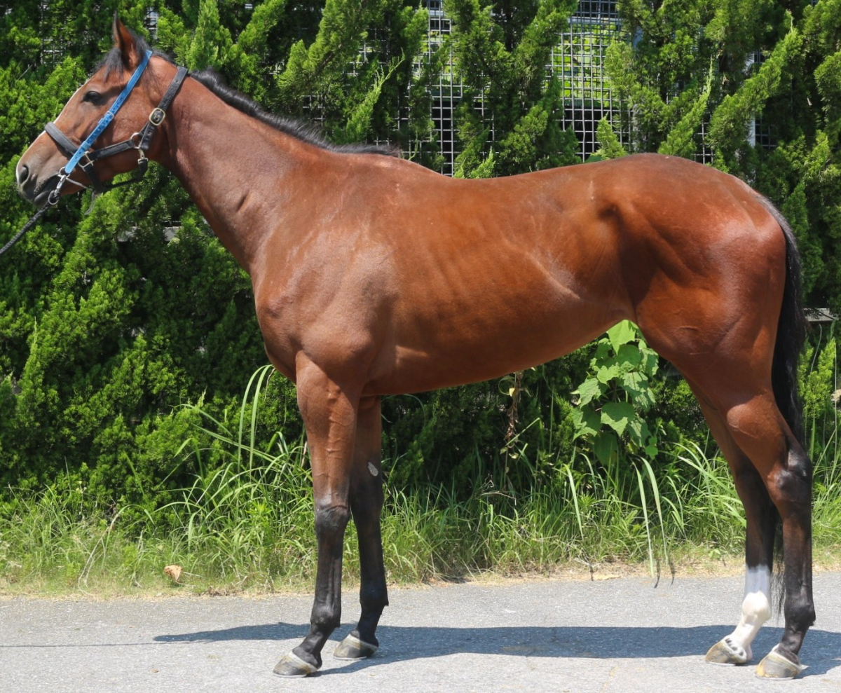 ヴィータリッカ　　牝３歳　　※中央競馬　登録抹消_main1