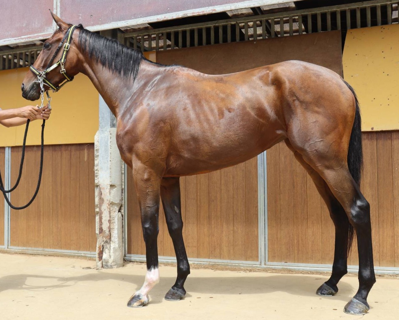 コスモゼーリエ　　牝３歳　　※中央競馬　登録抹消_main1