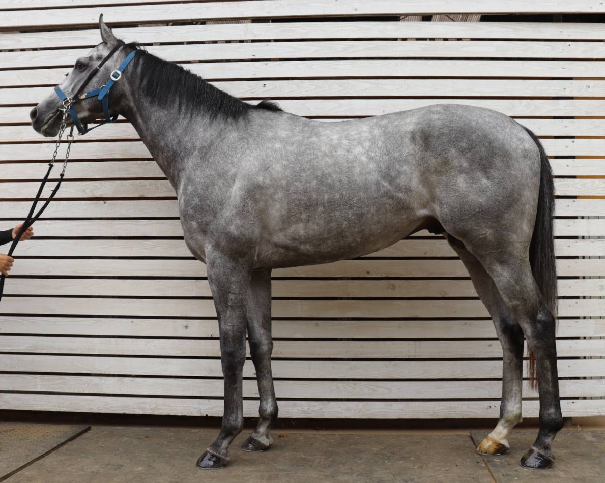 シュタットパーク　　牡３歳　　※中央競馬　登録抹消_main1