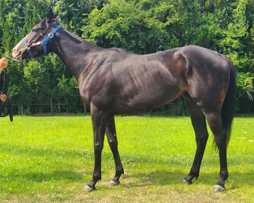 スマートジャスミン　　牝３歳　　※中央競馬　登録抹消_main1