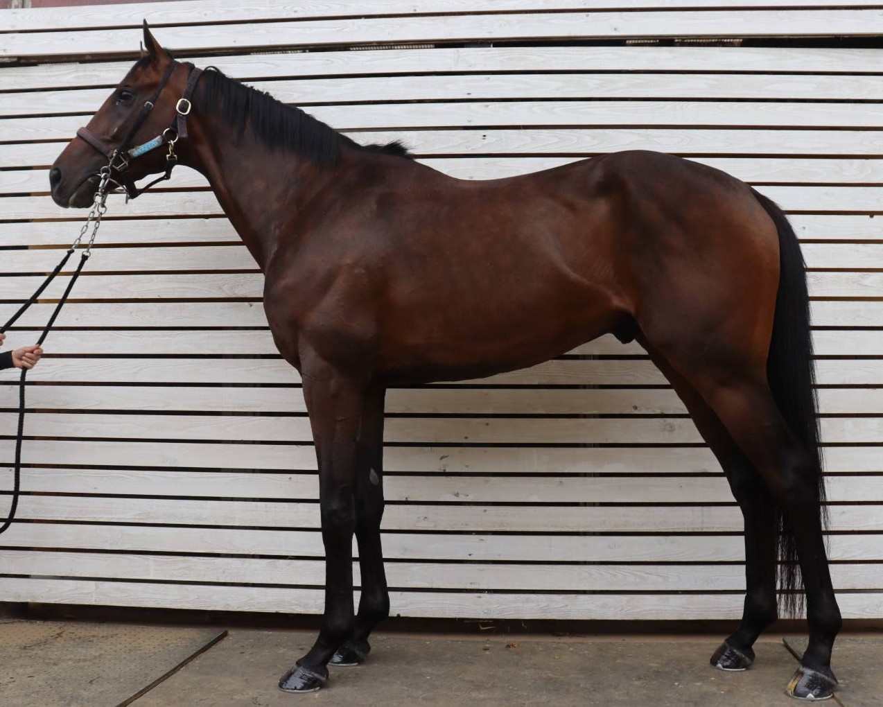 テンバコウクウ　　牡３歳　　※中央競馬　登録抹消_main1