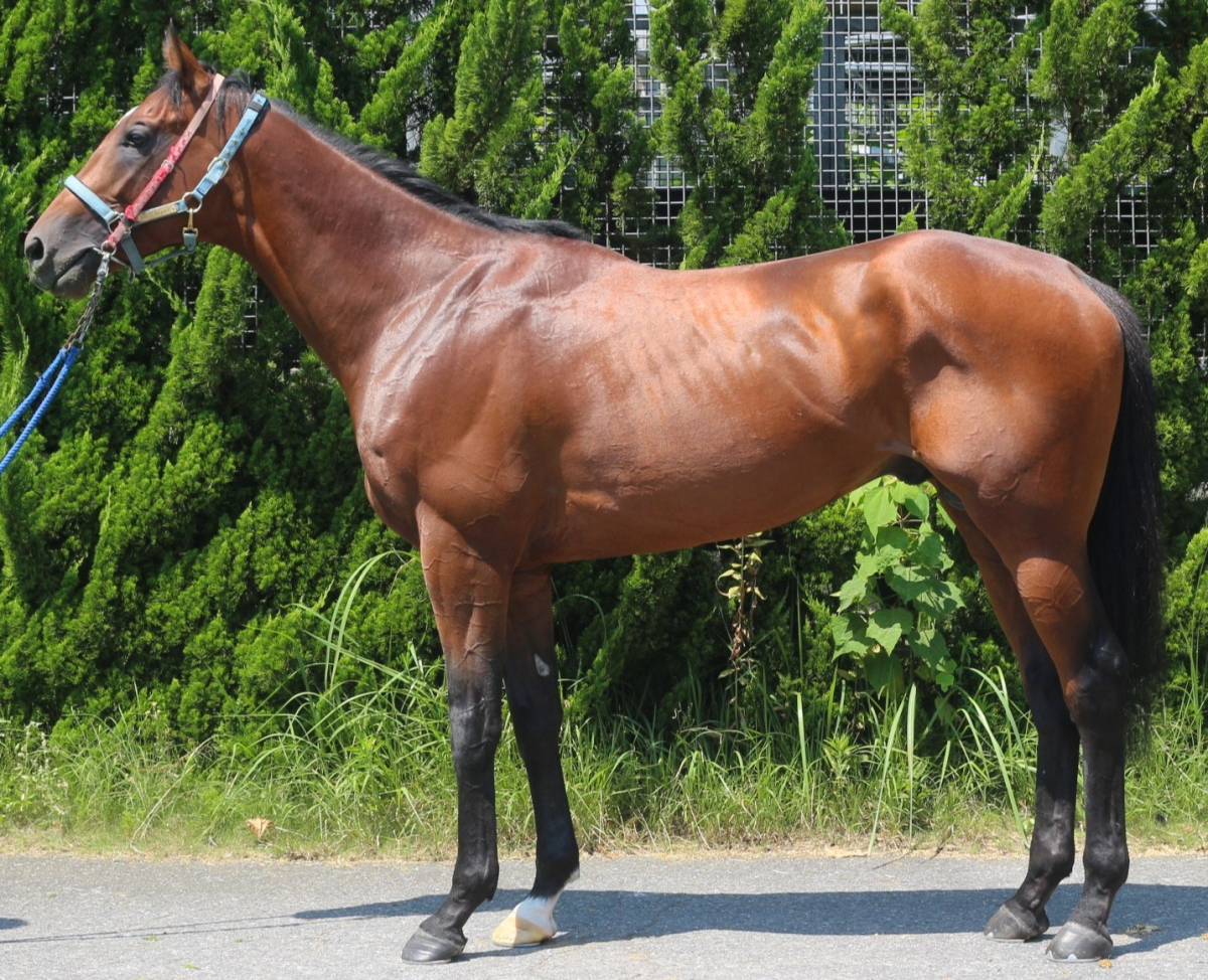 ラヴィレット　　牡３歳　　※中央競馬　登録抹消_main1