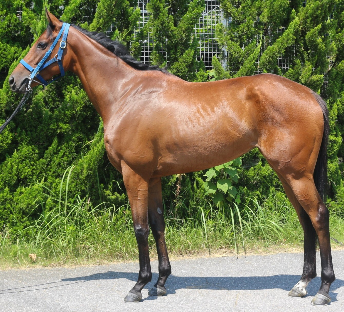 ノーブルマドンナ　　牝３歳　　※中央競馬　登録抹消_main1