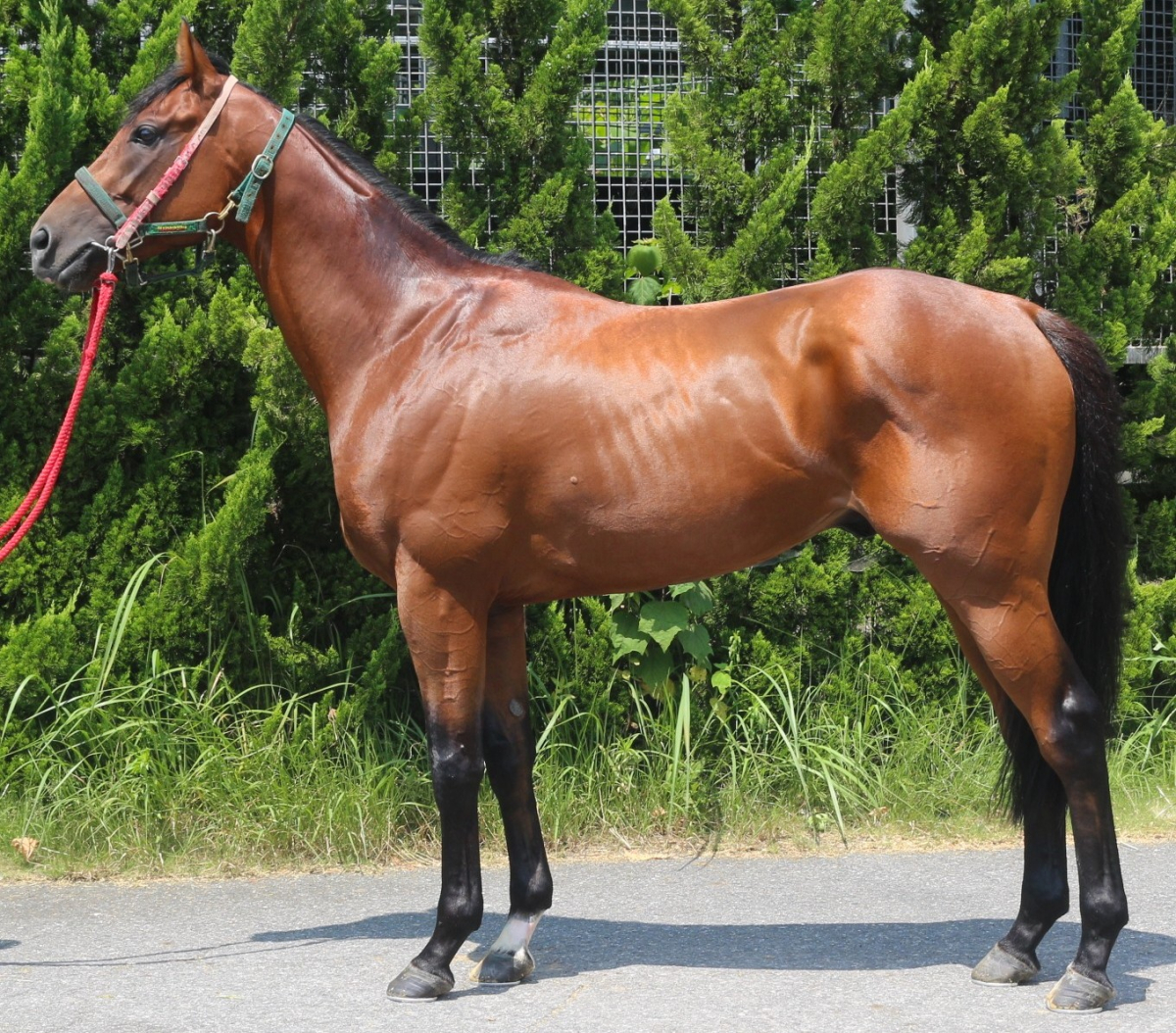 ワイドアルバ　　牡３歳　　※中央競馬　登録抹消_main1