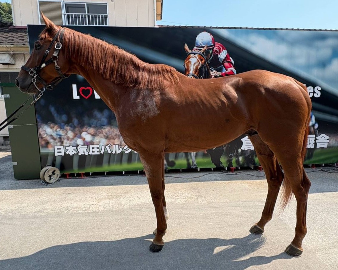 ドンクロノス　　牡５歳　　※地方競馬　在籍_main1