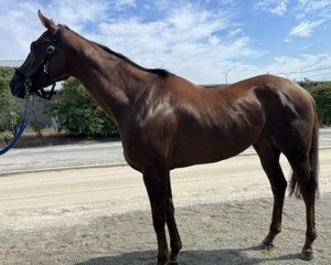 オーソレリカ　　牝５歳　　※地方競馬　在籍_main1