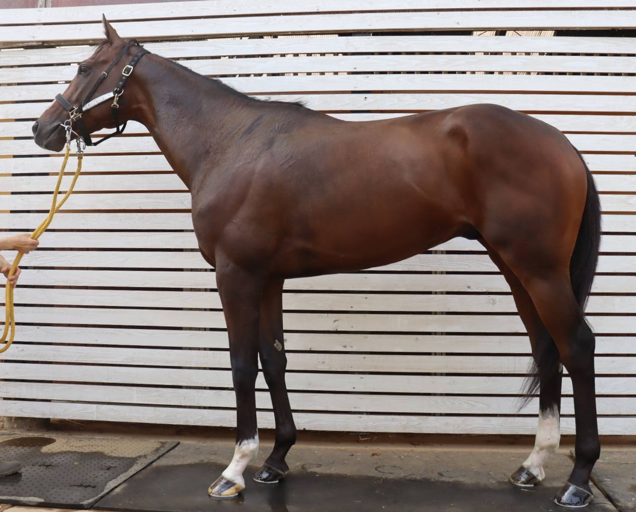 スカイプレリュード 牡3歳 ※中央競馬 登録抹消 | サラブレッド