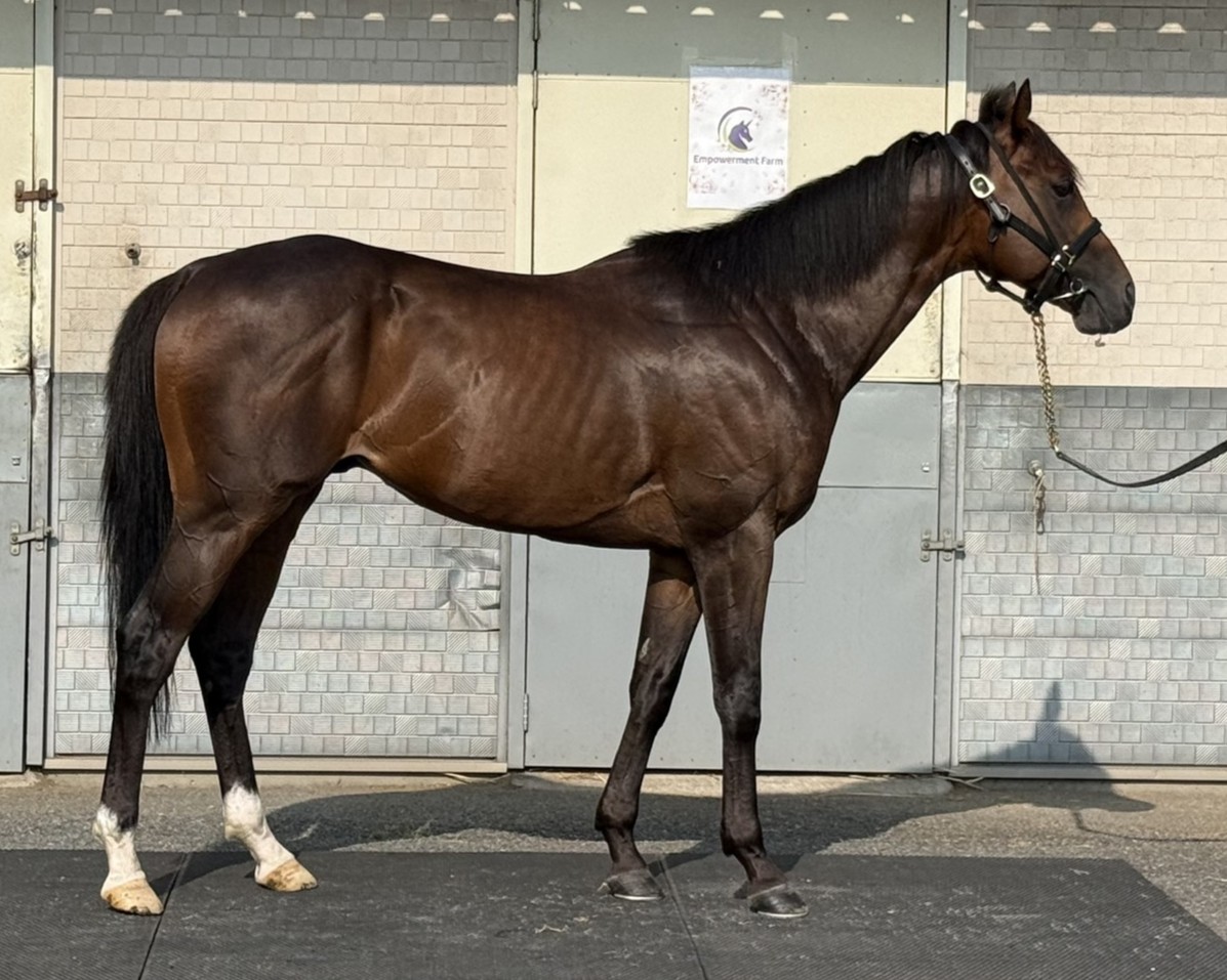 グランドフォレスト 牡5歳 ※中央競馬 登録抹消 | サラブレッド
