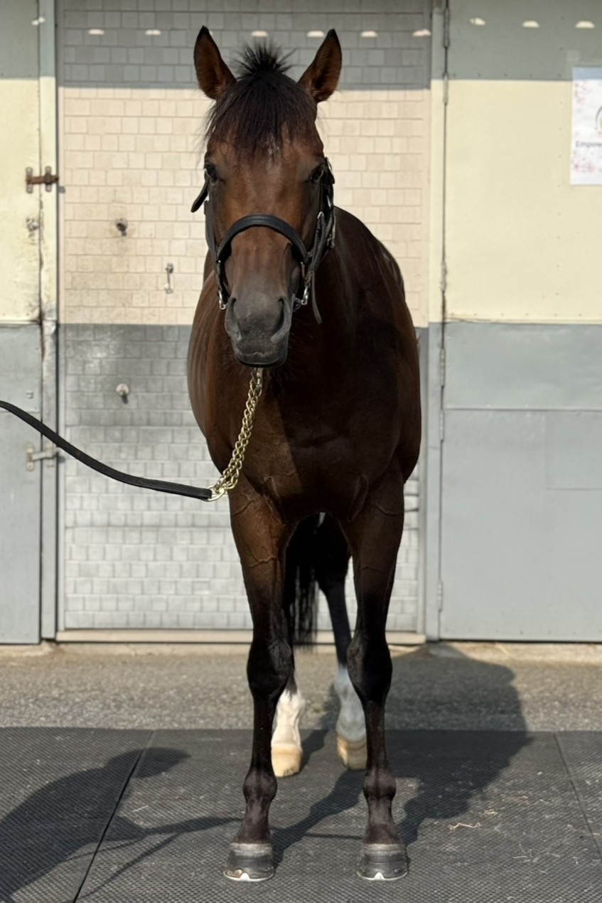 グランドフォレスト 牡5歳 ※中央競馬 登録抹消 | サラブレッド