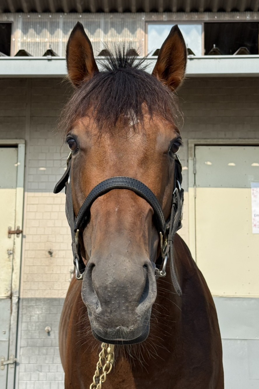 ノリタケ　競走馬跳馬 グランドフォレスト 牡5歳 ※中央競馬 登録抹消 | サラブレッド