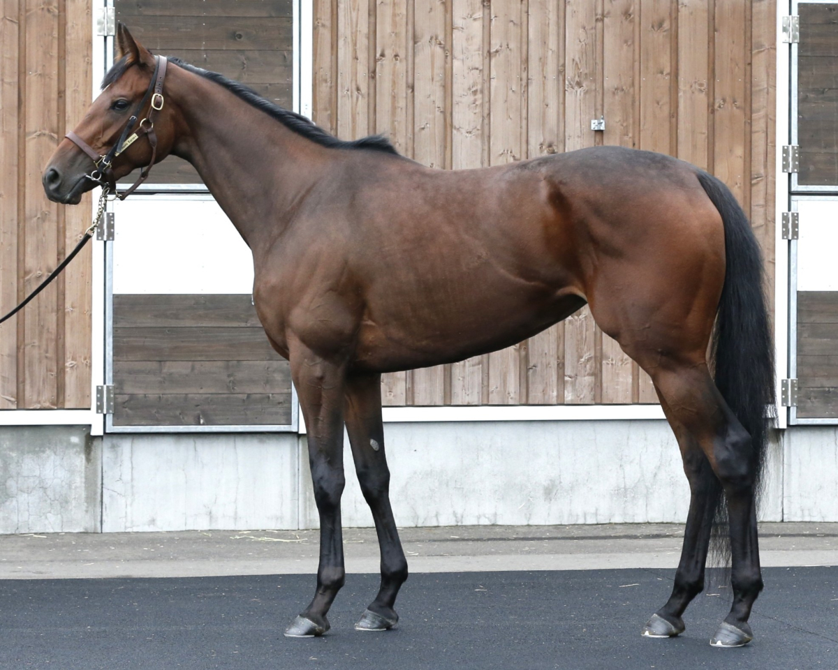 【専用】/thoroughbredサラブレットネマスタード/ロングミニラウ ロサドラーダ 牝3歳 ※繁殖牝馬（空胎） | サラブレッドオークション