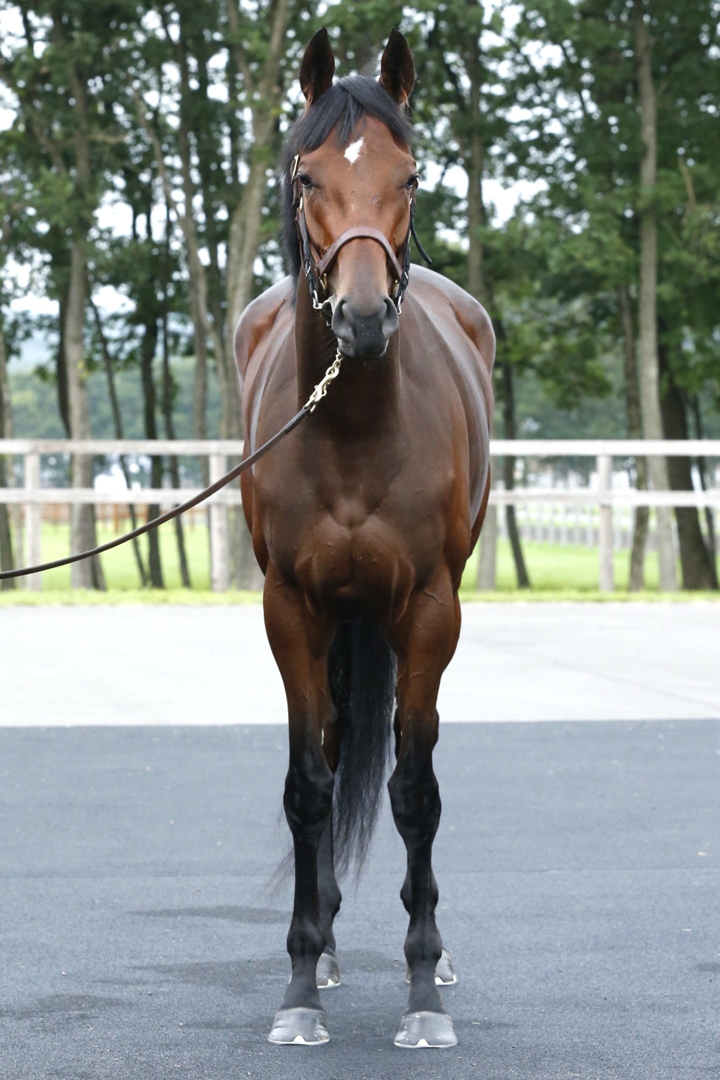 ロサドラーダ 牝3歳 ※繁殖牝馬（空胎） | サラブレッドオークション