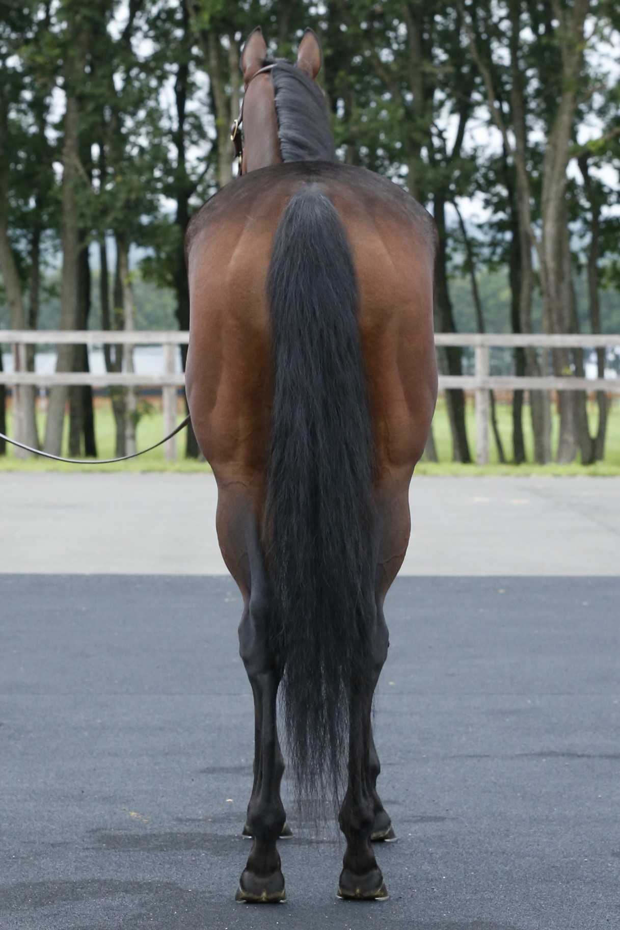 ロサドラーダ 牝3歳 ※繁殖牝馬（空胎） | サラブレッドオークション
