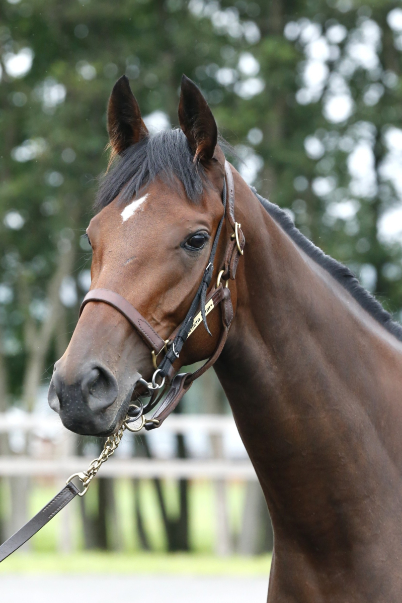 【専用】/thoroughbredサラブレットネマスタード/ロングミニラウ ロサドラーダ 牝3歳 ※繁殖牝馬（空胎） | サラブレッドオークション