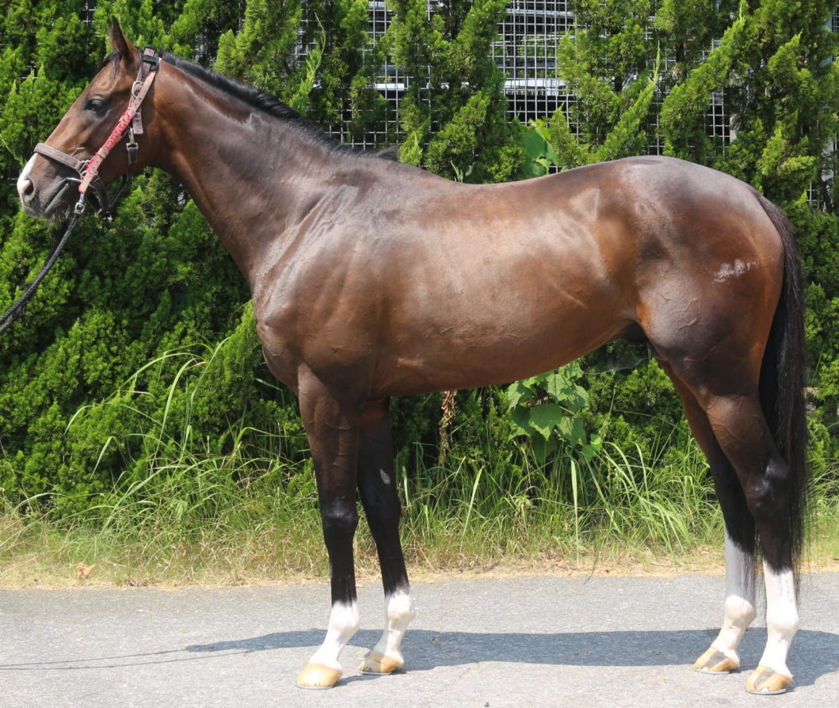 グロートカイザー　　牡３歳　　※中央競馬　登録抹消_main1