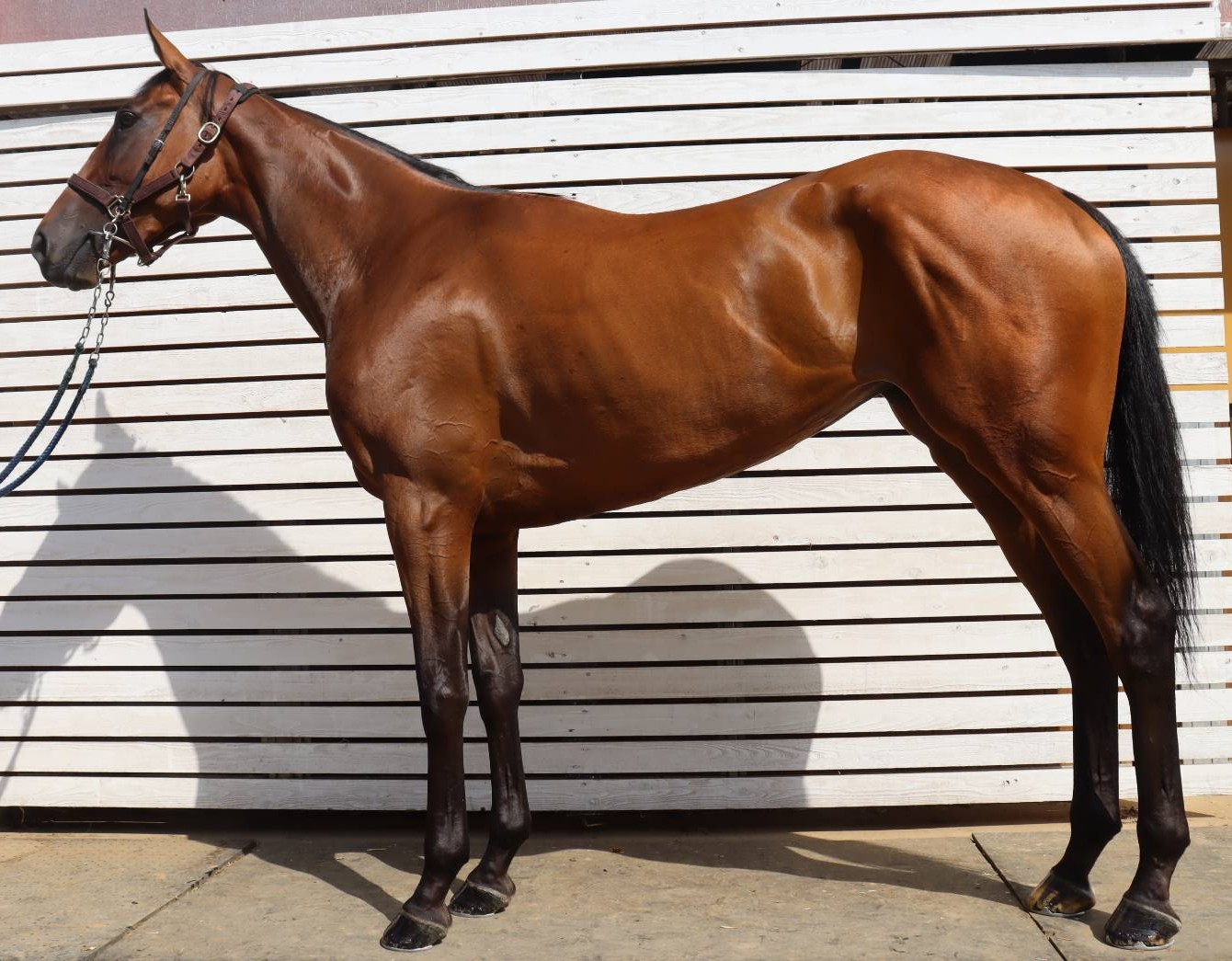 ダイユウアドバンス　　牝３歳　　※中央競馬　登録抹消_main1