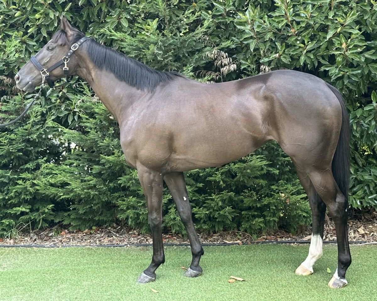 タマモキャロル　　牝３歳　　※中央競馬　登録抹消_main1