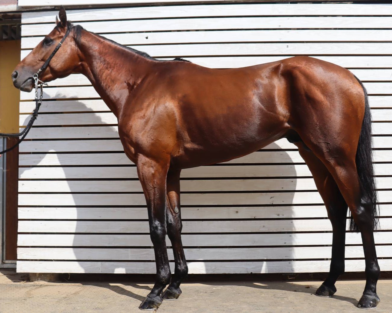 リアルパラダイス　　牡３歳　　※中央競馬　登録抹消_main1