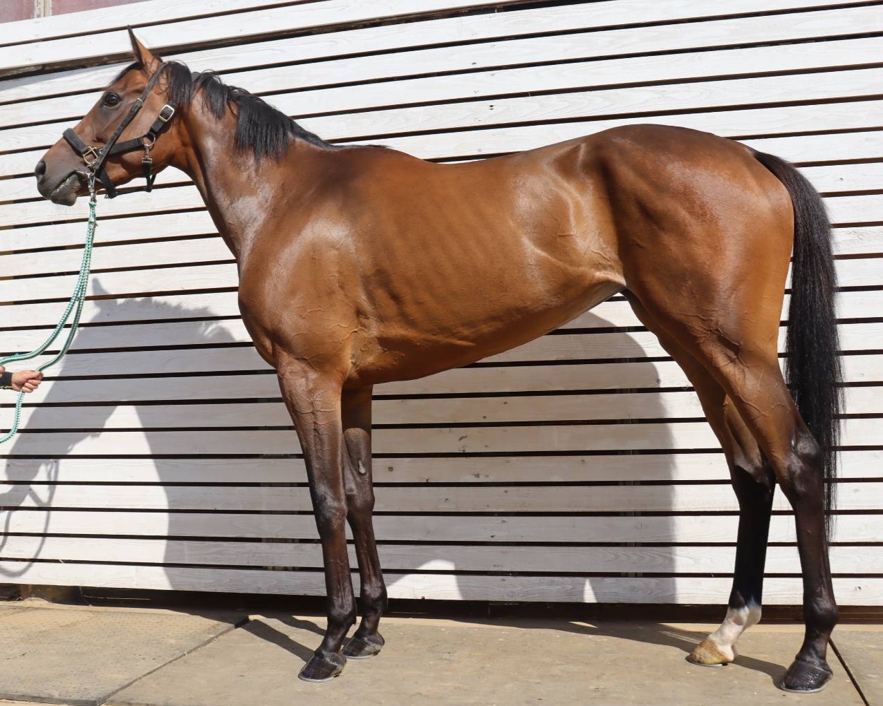 トコシエノヒトミ　　牝３歳　　※中央競馬　登録抹消_main1