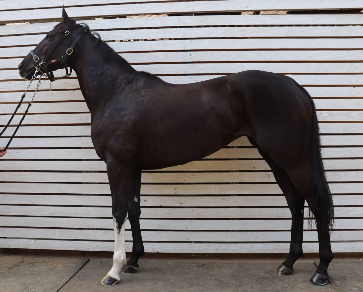 サンディブロンド　　牝５歳　　※中央競馬　登録抹消_main1