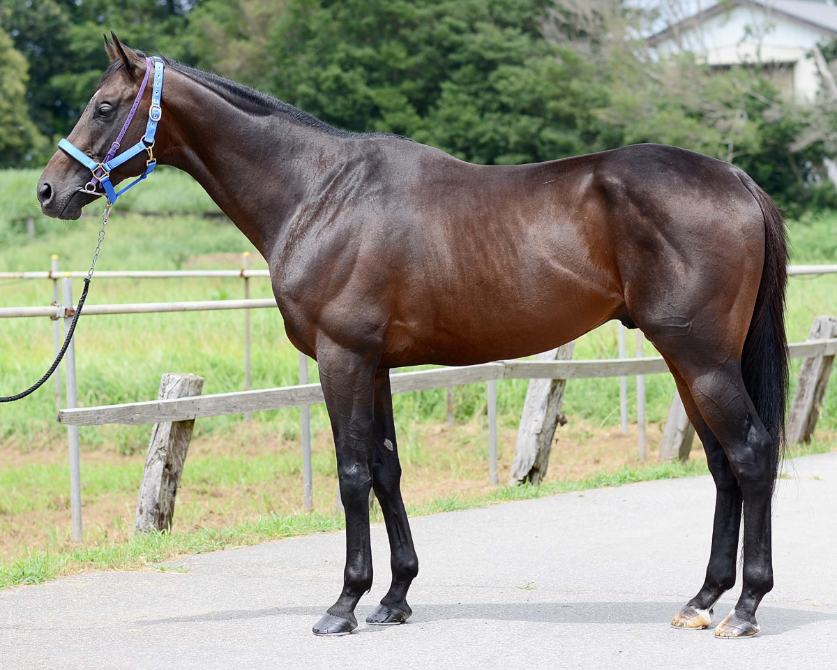 タシット　　牡７歳　　※中央競馬　登録抹消_main1