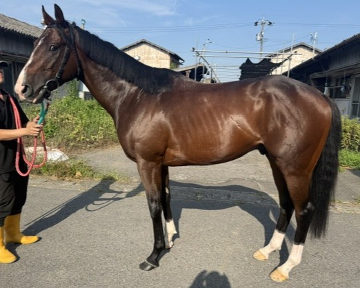 ルクスプロフェシー　　牡３歳　　※地方競馬　在籍_main1