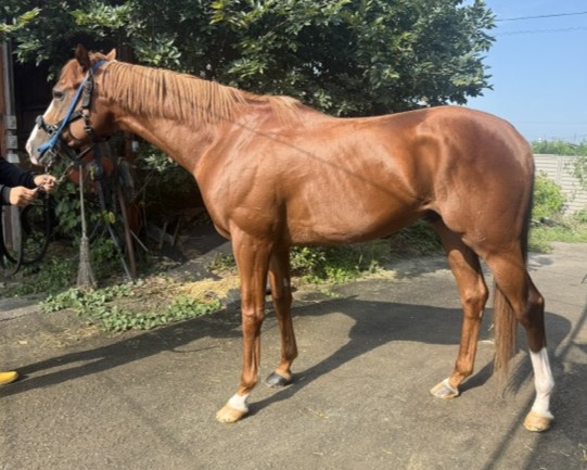 ホウオウパシュート　　牡４歳　　※地方競馬　在籍_main1