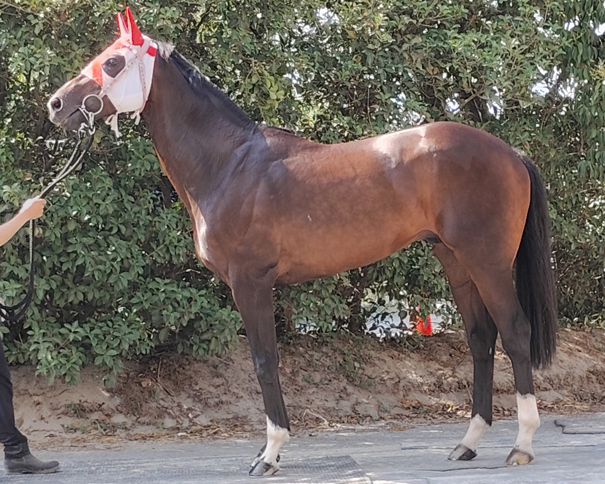 ドンアチェカ　　牡６歳　　※地方競馬　在籍_main1