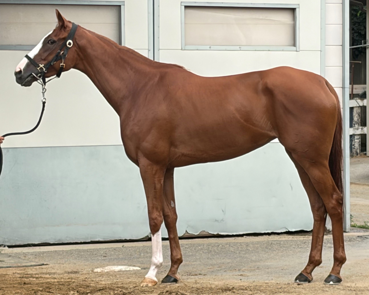 スウィートラキ 牝3歳 ※中央競馬 登録抹消 | サラブレッドオークション