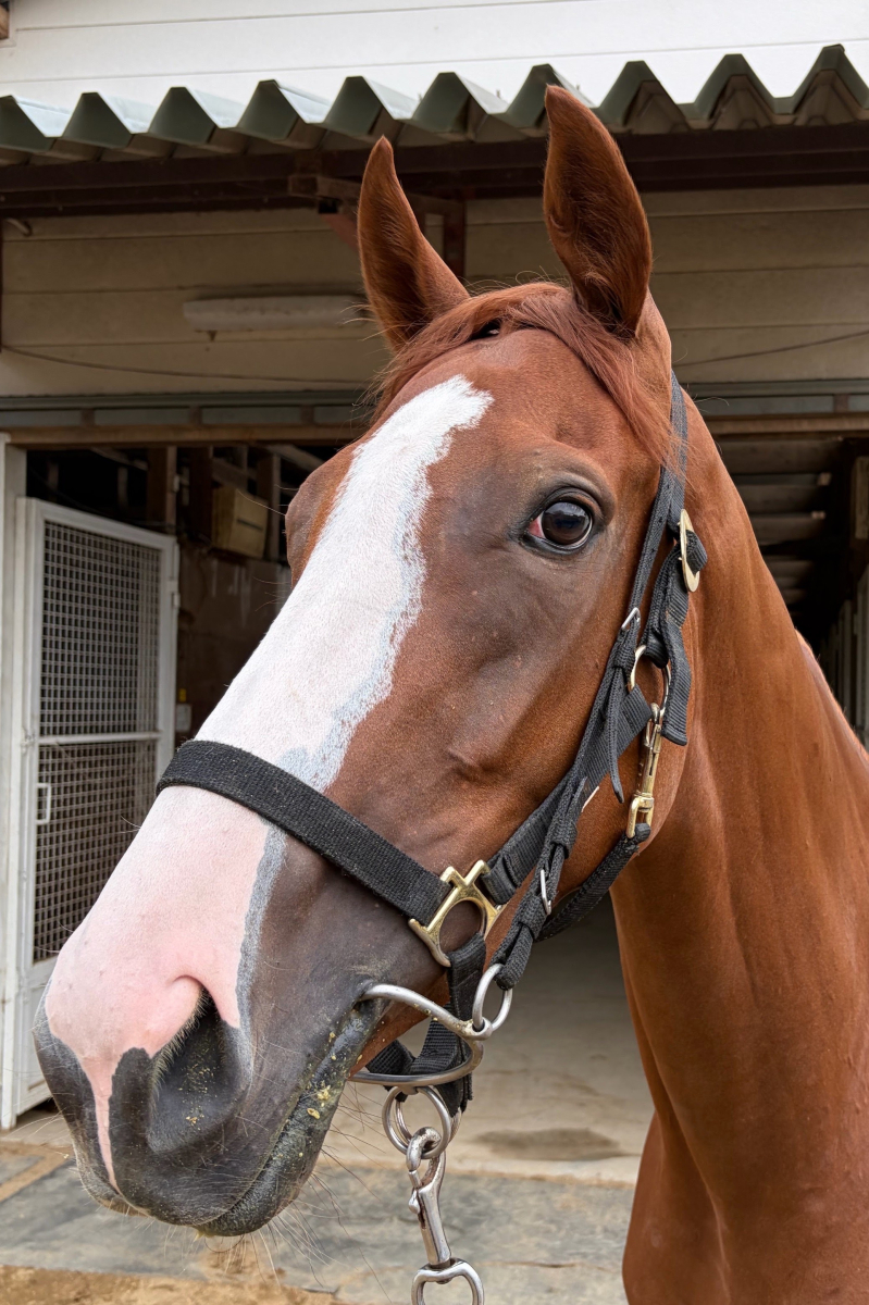 スウィートラキ 牝3歳 ※中央競馬 登録抹消 | サラブレッドオークション