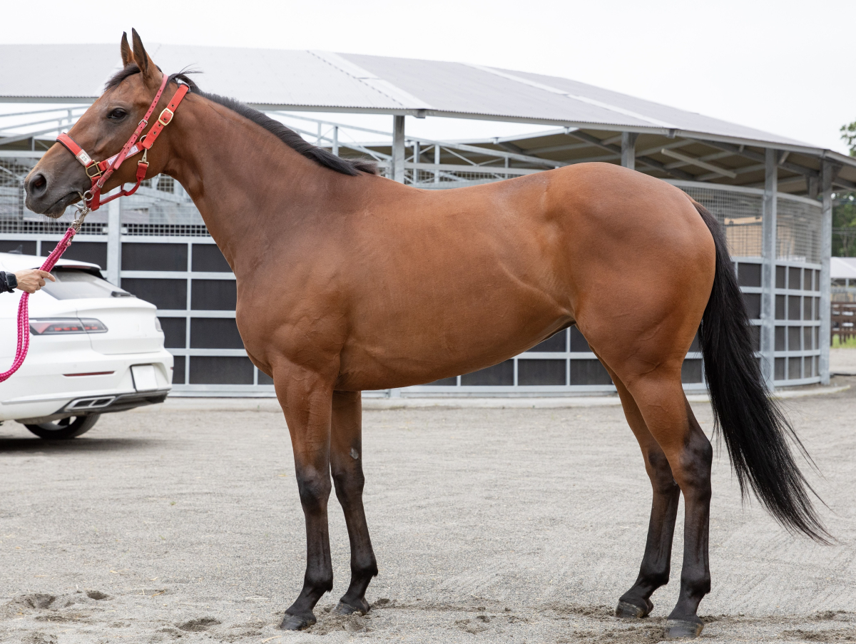 ハーフサイズ 牝2歳 ※地方競馬 在籍 | サラブレッドオークション