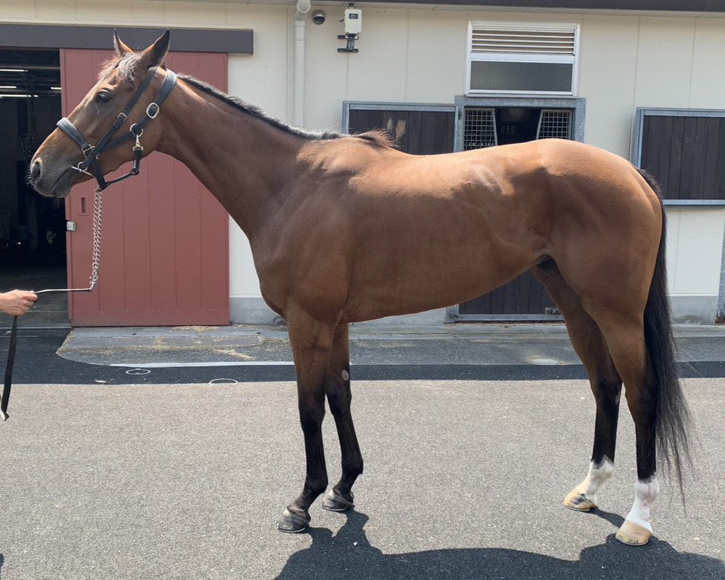 ゼットクイン 牝3歳 ※中央競馬 登録抹消 | サラブレッドオークション
