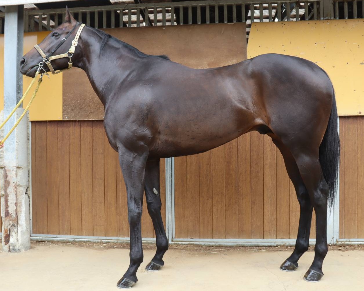 アイズ　　牡５歳　　※地方競馬　在籍_main1