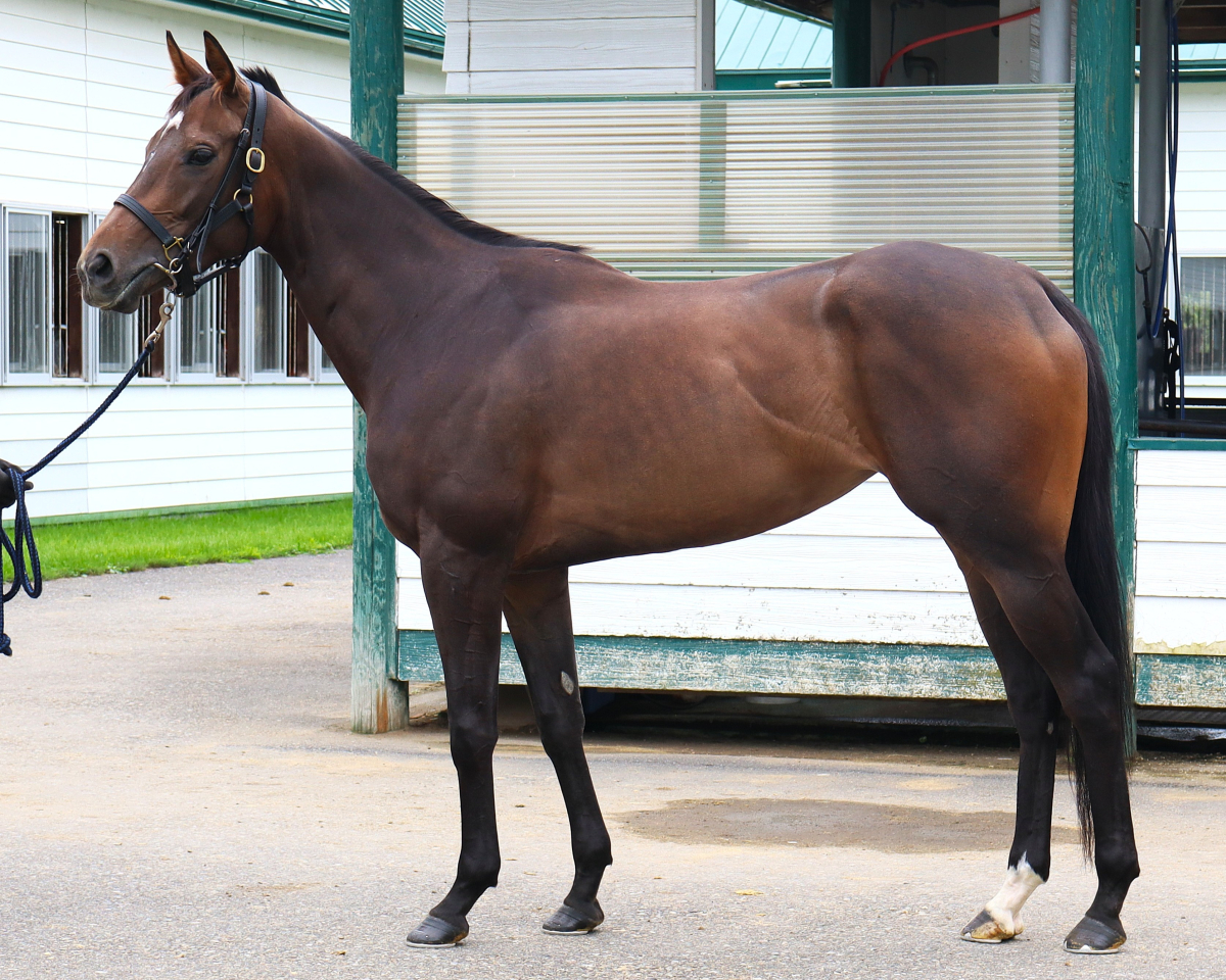 イヌボウノシオカゼ　　牝３歳　　※中央競馬　登録抹消_main1