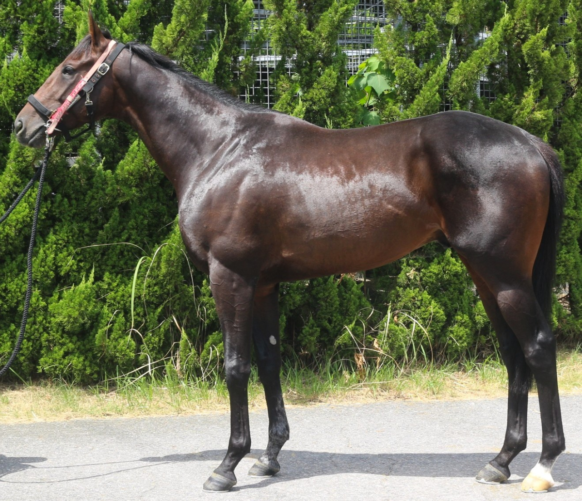 グランスプリント　　牡３歳　　※中央競馬　登録抹消_main1