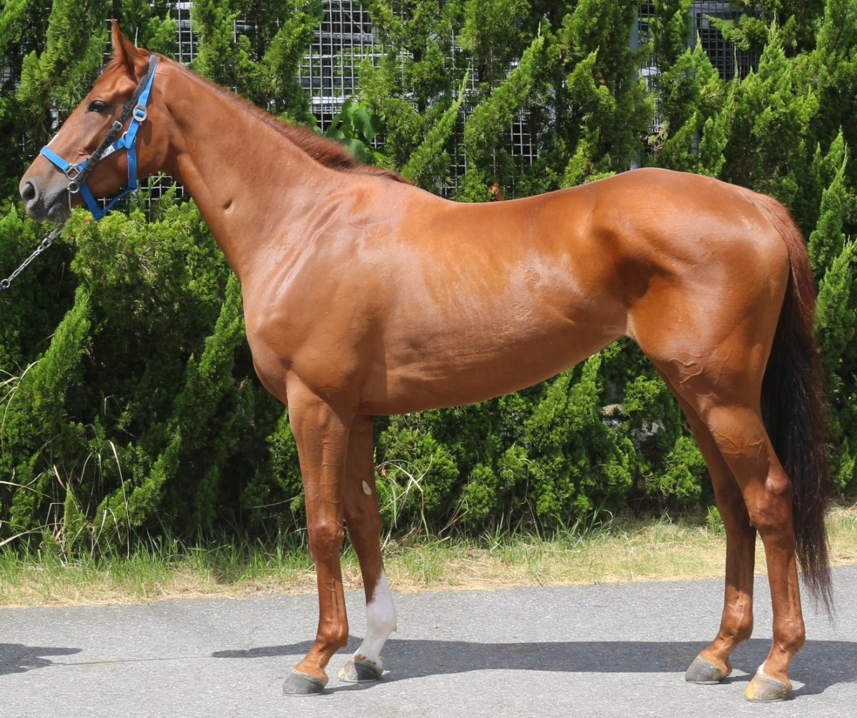 ドゥブルヴェ　　牝３歳　　※中央競馬　登録抹消_main1