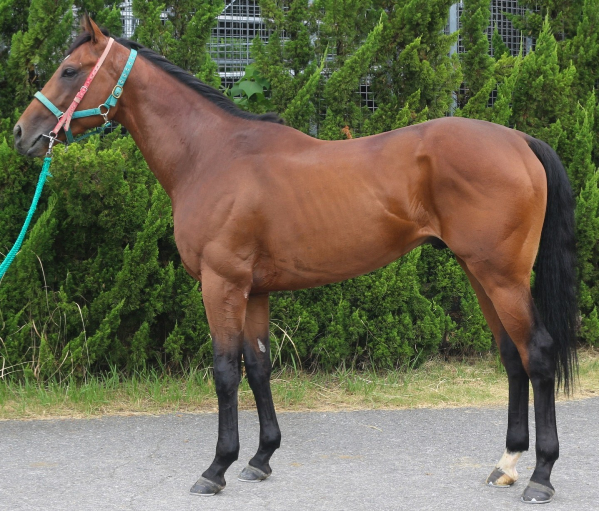 メイショウタダツグ　　牡３歳　　※中央競馬　登録抹消_main1