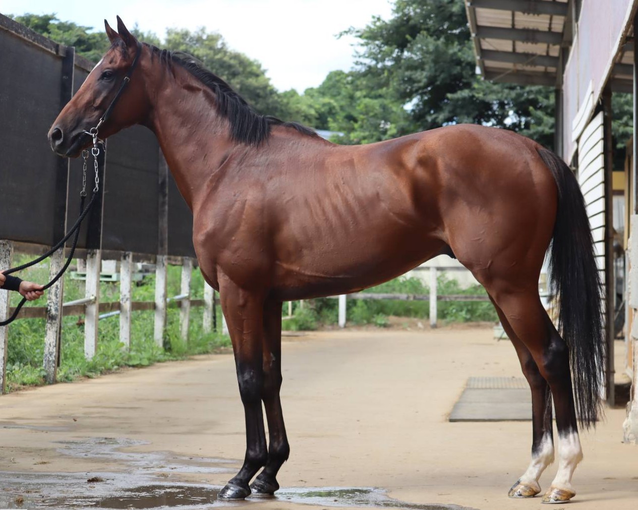 ヤマメナイト　　牡３歳　　※中央競馬　登録抹消_main1