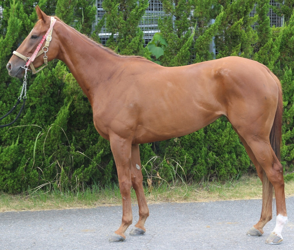 ウインロズパレード　　牝３歳　　※地方競馬　在籍_main1