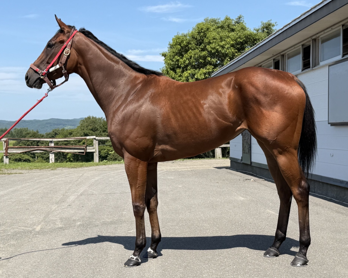 アークオブライフ　　牝３歳　　※地方競馬　在籍_main1