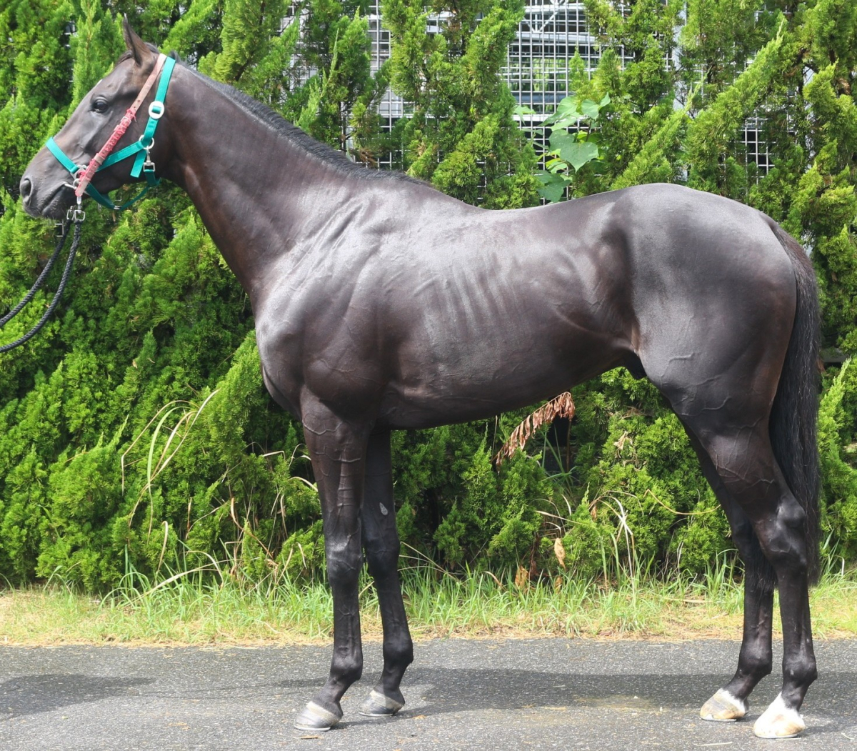 アイゼンハイム　　牡３歳　　※中央競馬　登録抹消_main1