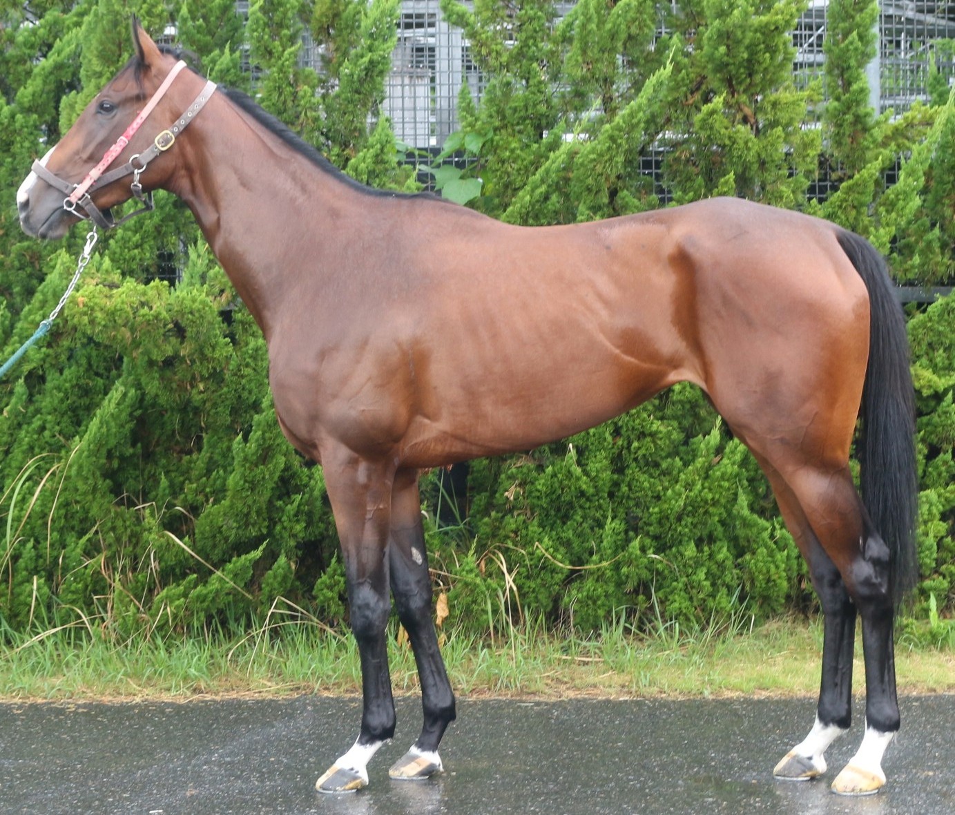 オルビスケリー　　牝３歳　　※中央競馬　登録抹消_main1