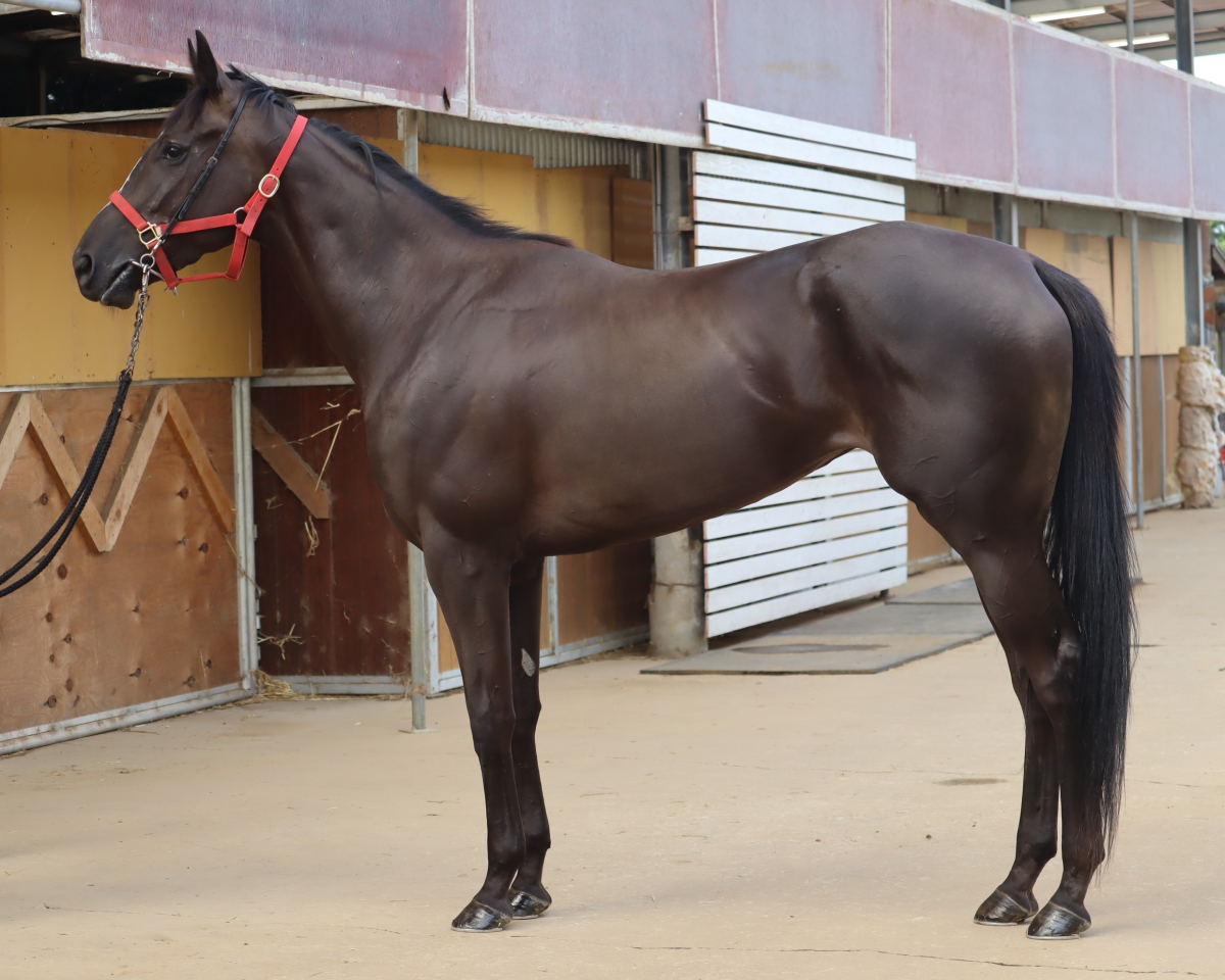 セルレーヴ　　牝３歳　　※中央競馬　登録抹消_main1