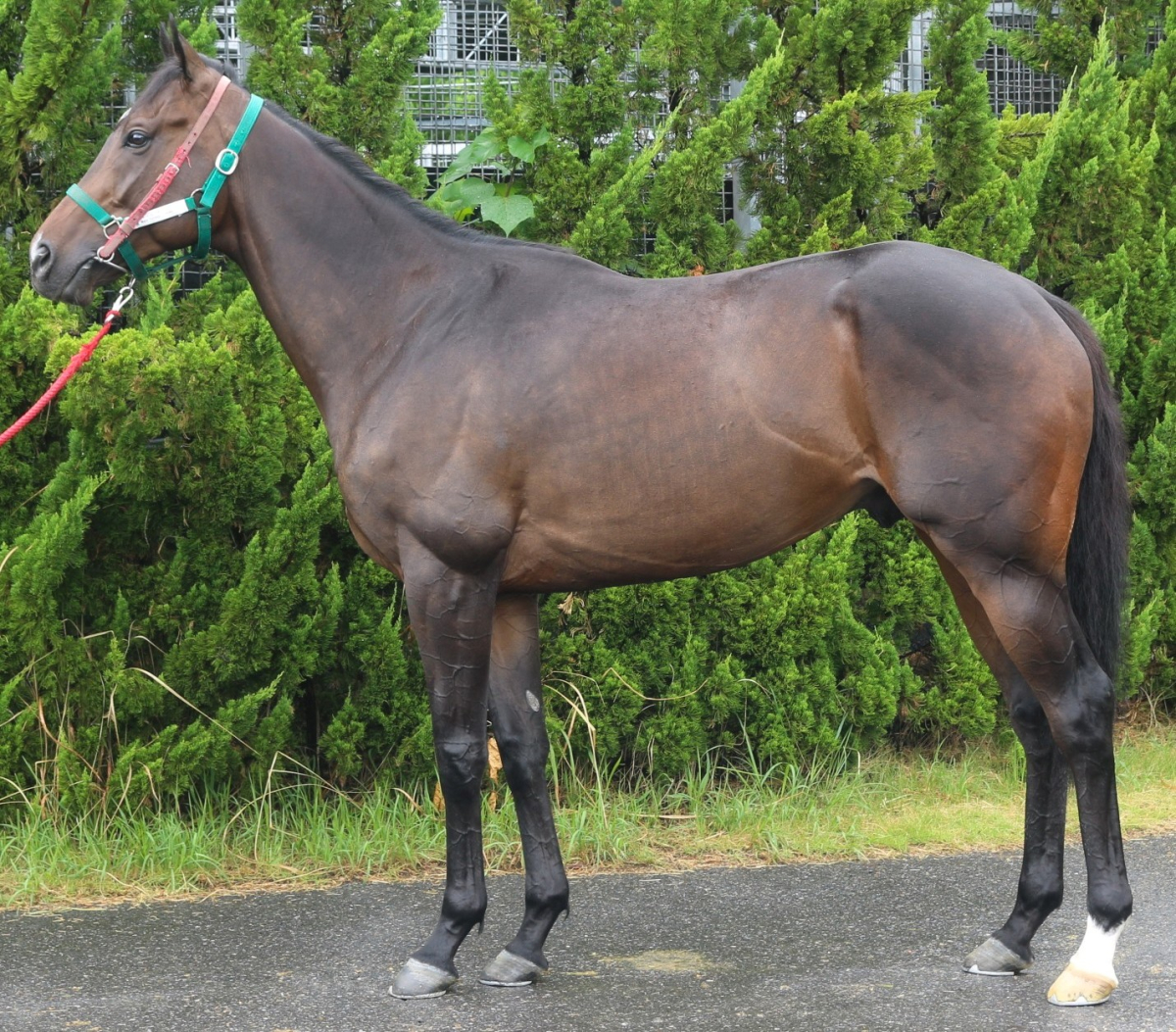 ピースビート　　牡３歳　　※中央競馬　登録抹消_main1