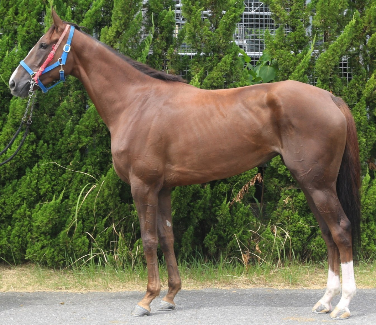 アリュウ　　牝３歳　　※中央競馬　登録抹消_main1