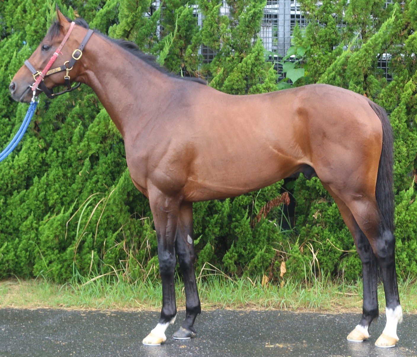 ミカレオス　　牡３歳　　※中央競馬　登録抹消_main1